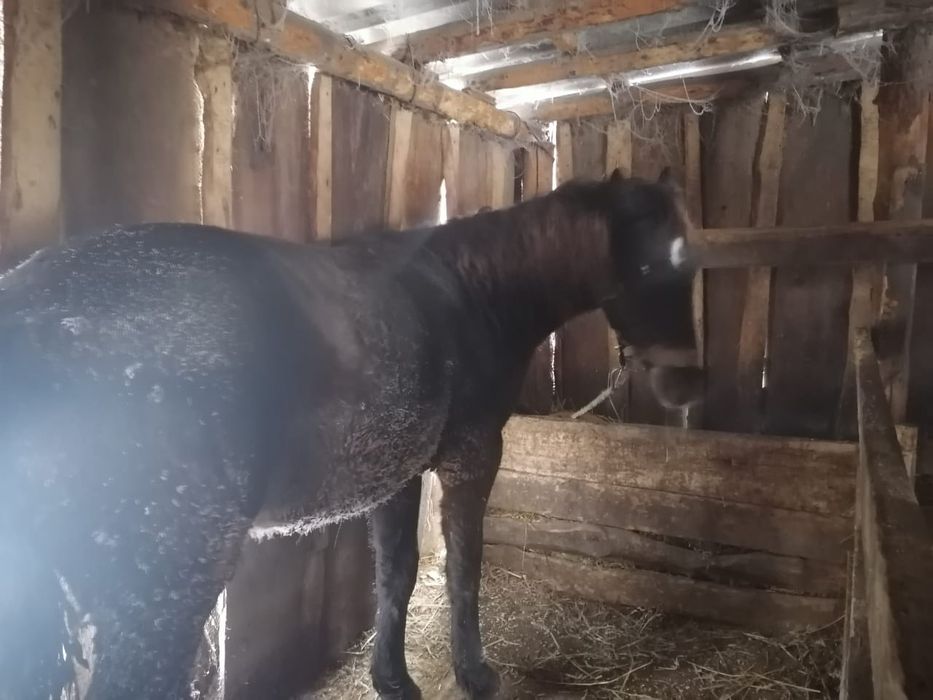 Продам соғым-мясо, жеребчик 1.7