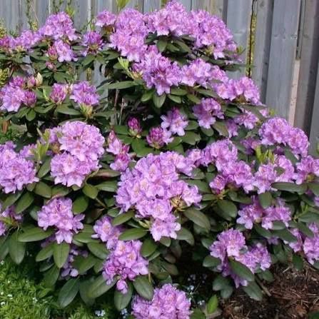 Rhododendron (Trandafir de Munte )