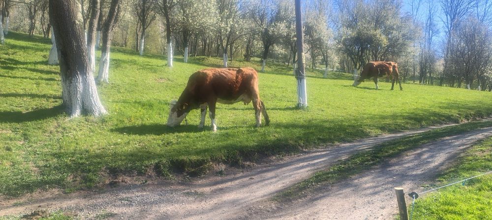 Vand vaca  tanara