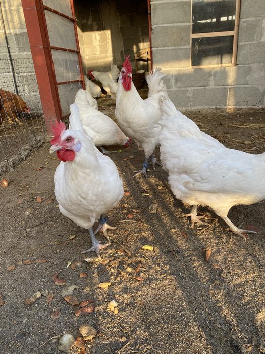 Oua incubat La Bresse