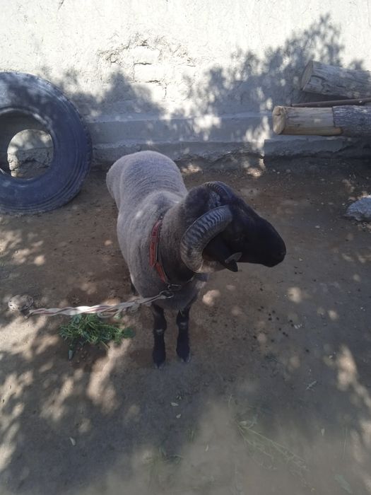 Qasob xizmati qoʻy yetqazib beramiz arzon narxlarda