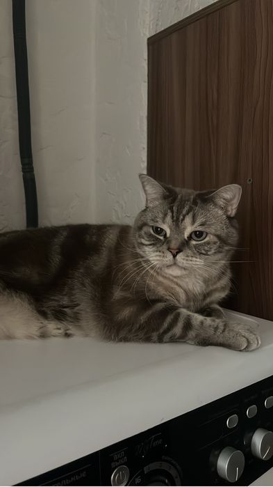 Передержка кошек