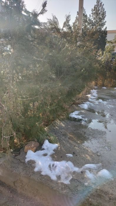 Арча туя забор арча