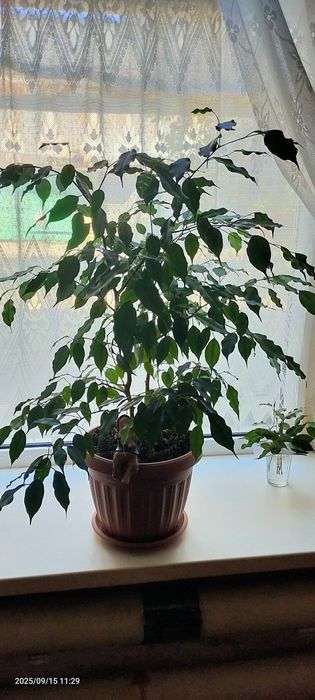 Фикус  Бенджамин