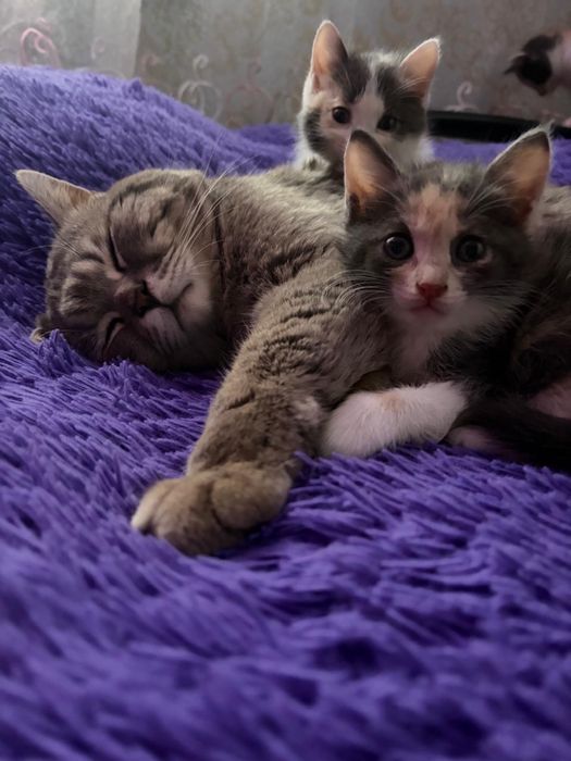 отдам котят в добрые руки
