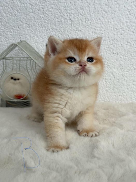 British shorthair baietel superb,certificat pedigree