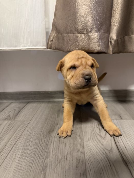 Shar Pei dragalasi