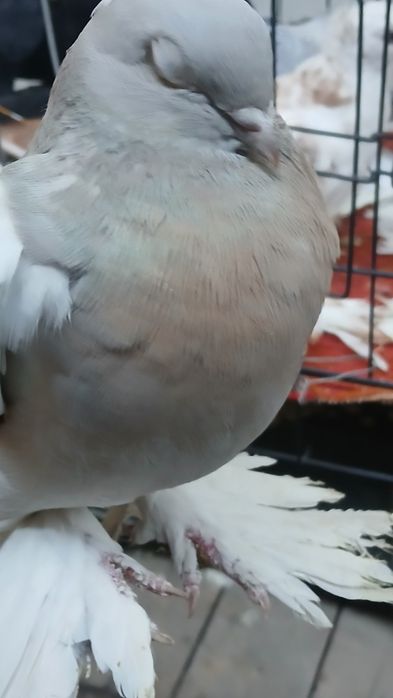 Две голубки пепельная и гульсарка