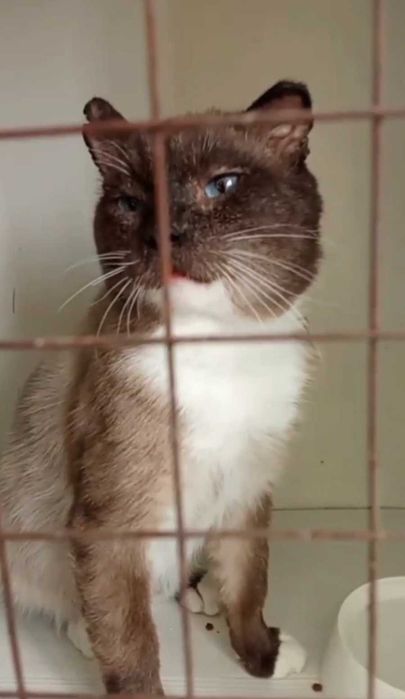 Котик с непростой судьбой ищет дом
