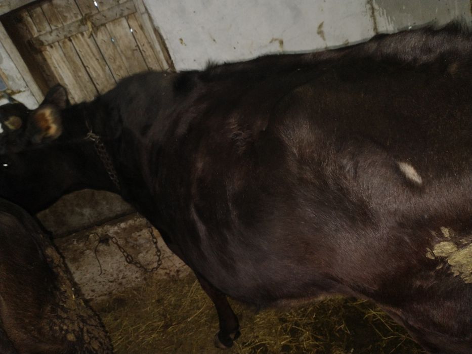 Jurincă gata de fătat