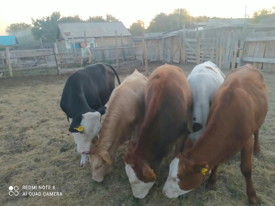 Продам быки и телки