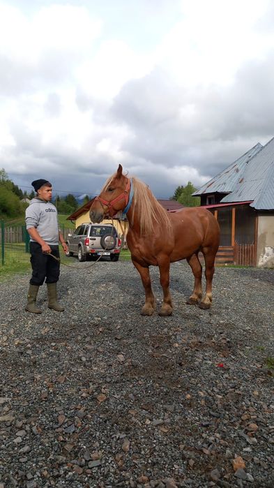De vanzare cal de 6 ani