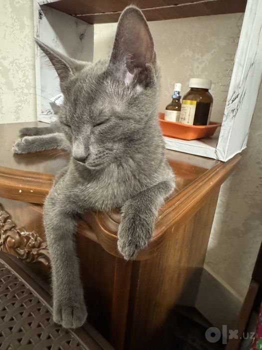 котенок мальчик чистый
