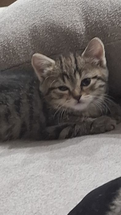 Сладкие  котятки