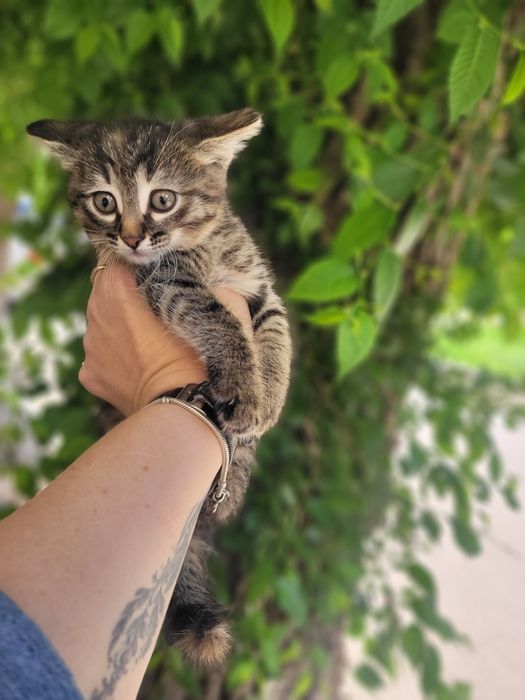Очень красивая девочка ищет дом