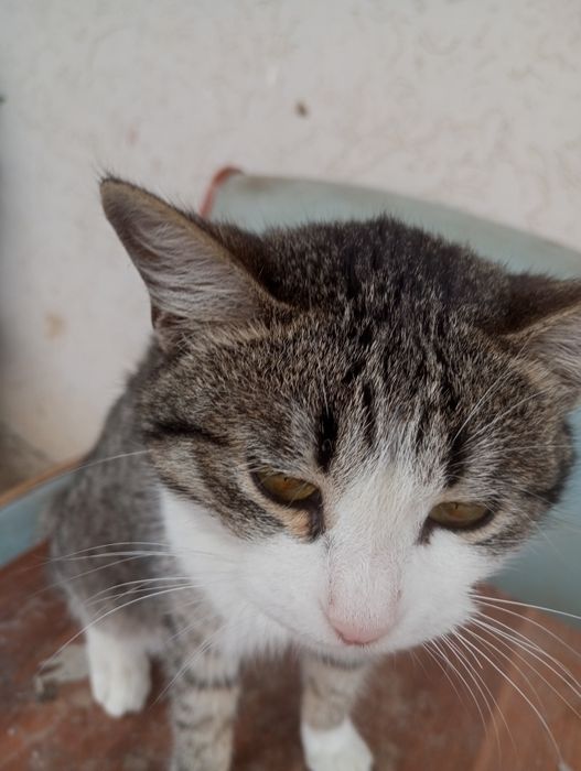 Отдаем котенка в хорошие руки