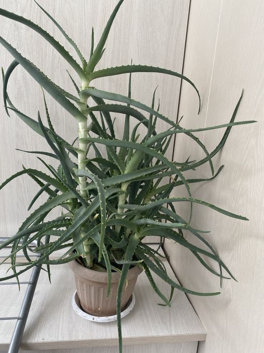 Продам алое 5 лет в горшке