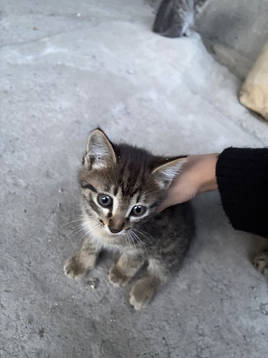 Котята отдам в хорошие руки
