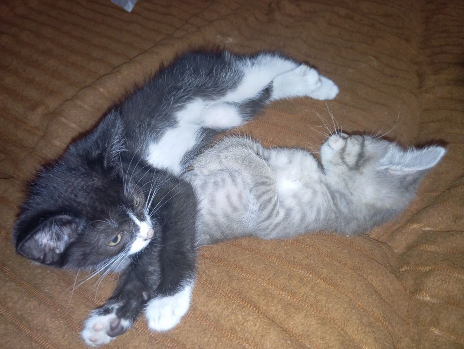 Отдам мальчики котята