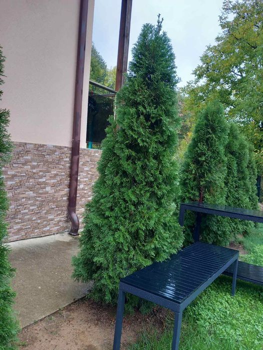 Туя Смарагд от 150 до 210см