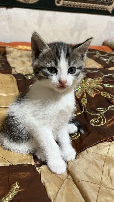 Хороший друг для Вас