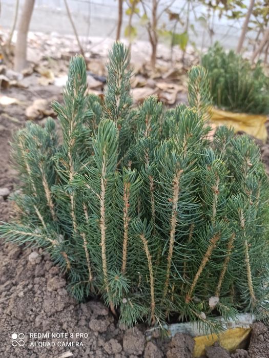 Голубая Ель сенсалари сотилади Селбериский нави Мовий оқ арча 3 йиллик