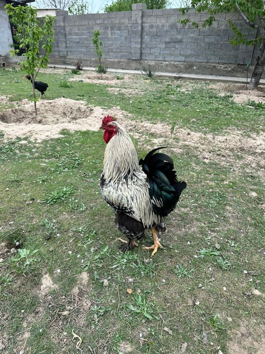 Брама кораздары сатылады срочно