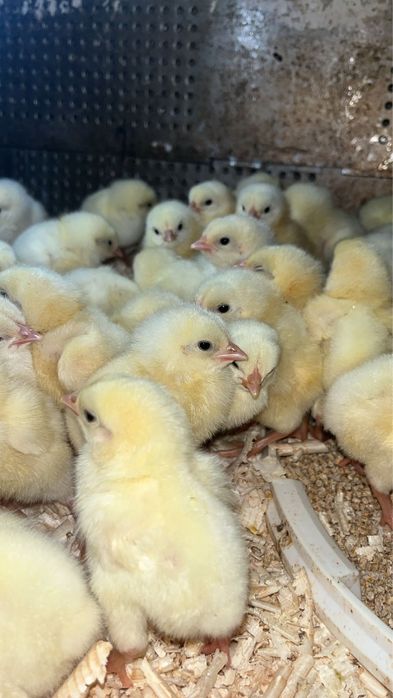 Vindem pui carne si rasa mixta