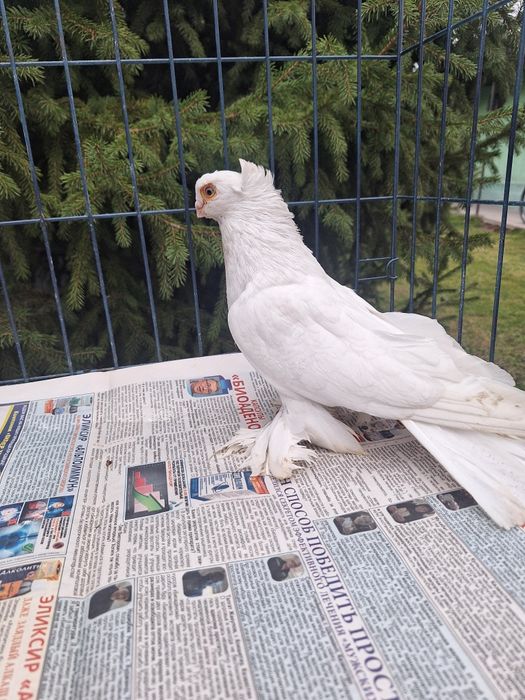 Продам самца гулбадама очень крупный мощный