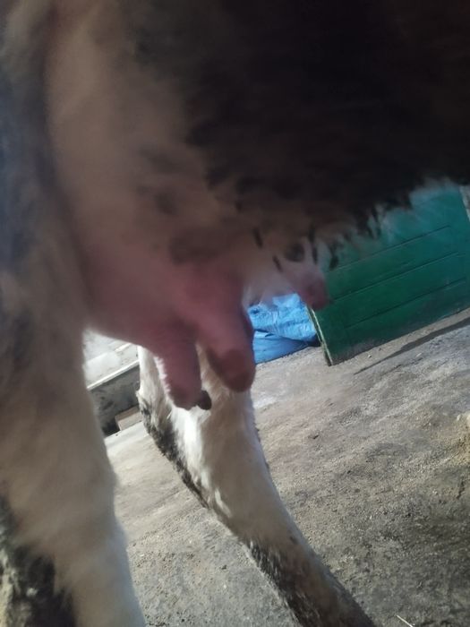 Vând junica cu tot cu vitel