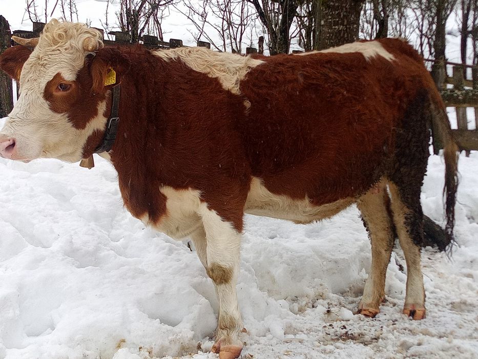 Juninca gestanta trebuie sa fete la sfârșitul lui mai