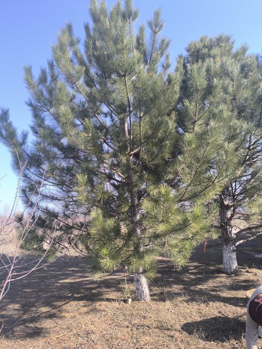 Продам красивую крымскую сосну