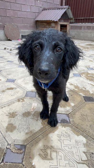 собака домашняя умная