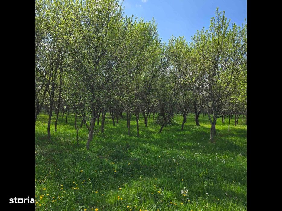 Teren intravilan cu nr.de casă.