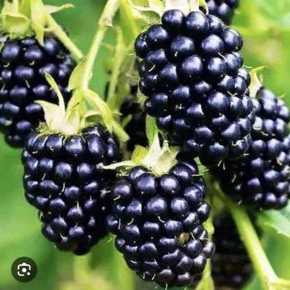 Ежевика сорт "Киова"Америка