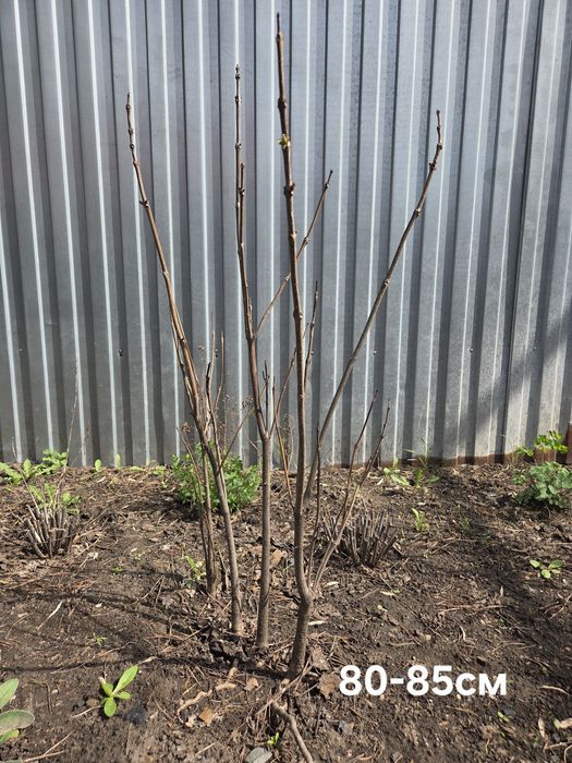 Саженцы катальпы