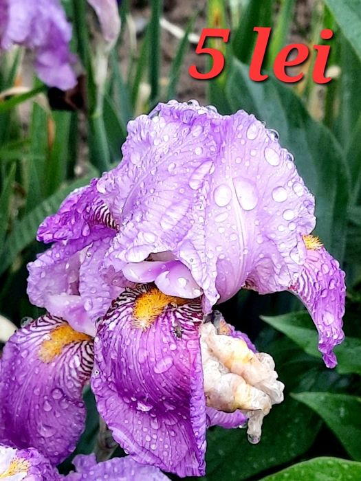Iris,liliac,caldaruse garofite, salba japoneza plante suculente  etc.