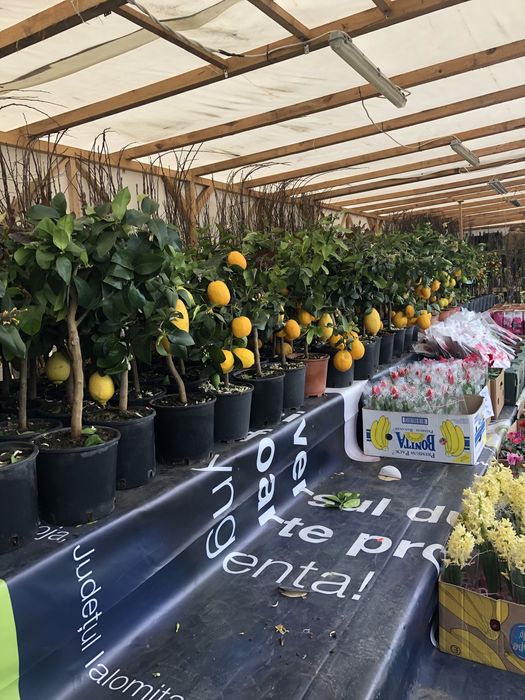 kiwi - Kaki  - Rodie   -Moșmon  - kurmal japonez  - Smochin - Lămâi