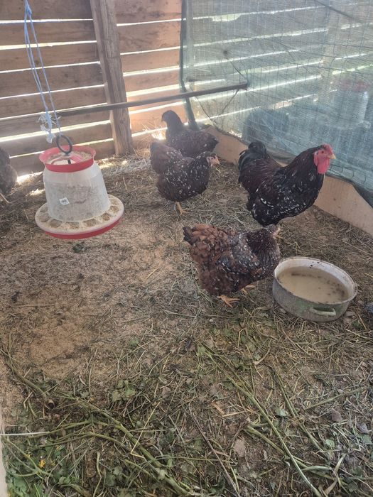Wiandote si australorp!