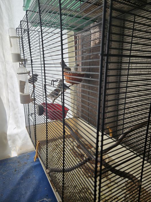 Zebre austriana, pui de anul asta!