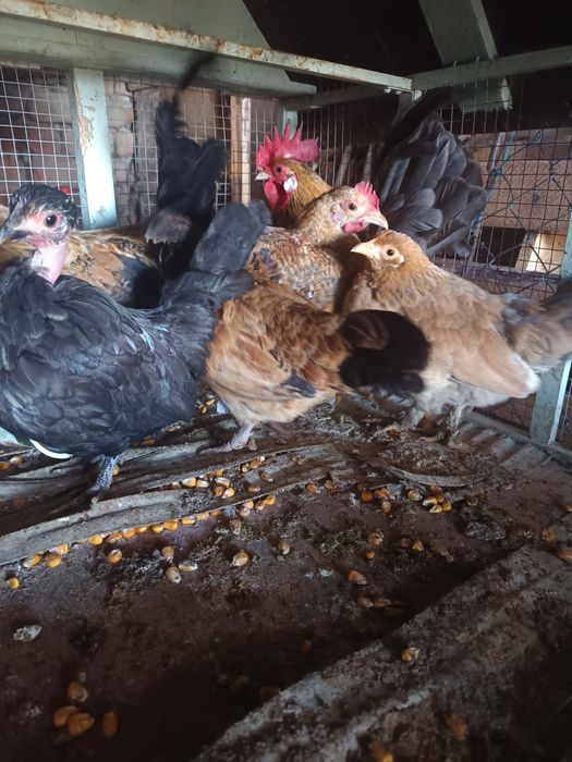 Vând pereche de găini pitice și un mascul de bibilică sau schimb