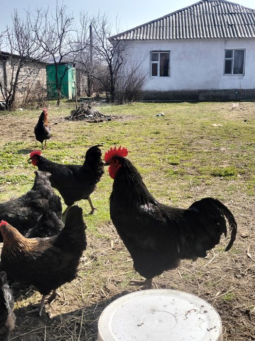 Қораз бір жылдық петух