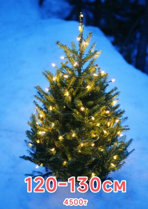 Елка живая 120-130см 5000