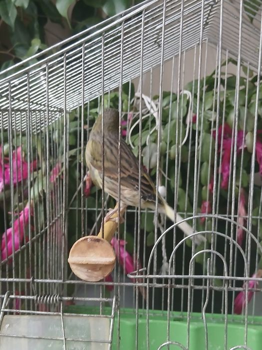 Млад мъжки канар