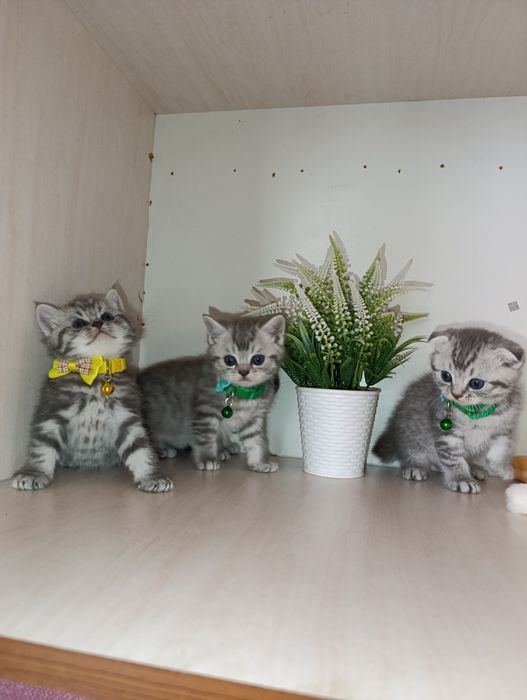 Серебристая шиншилла.Скоттиш страйт и Фолд