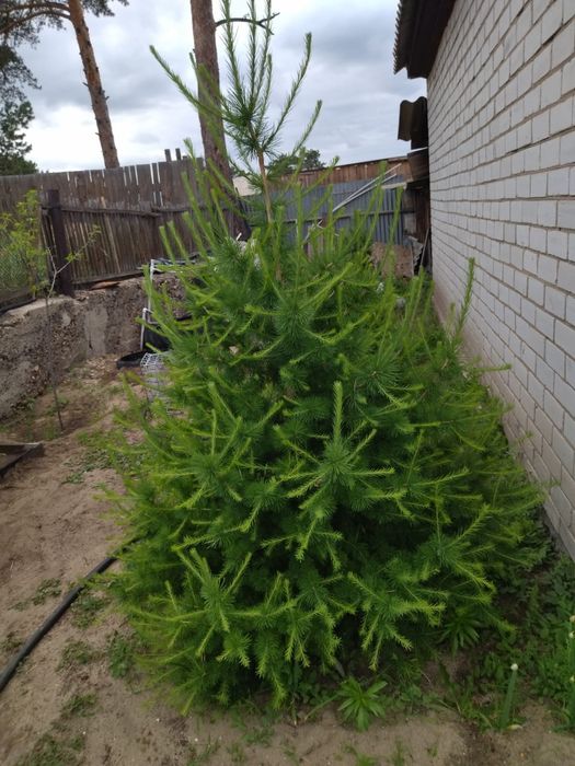 Листвиница молодая