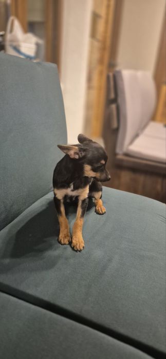 Пинчер 3 месеца момиче и момче