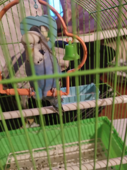 Продам попугая с клеткой