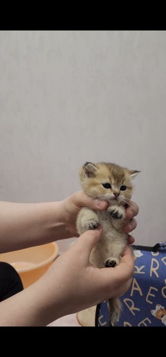 Зоттор чиройли мушукчалар