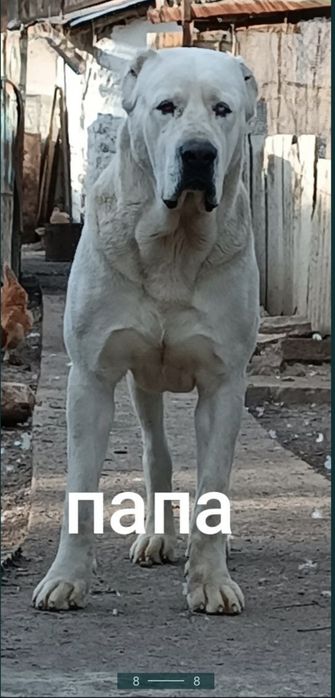 Щенки порода Алабай (возраст 2.5)